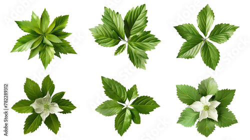 Mayapple digital art 3D illustration, top view, isolated on transparent background. Vibrant green botanical foliage, perfect for spring, nature-themed designs. 