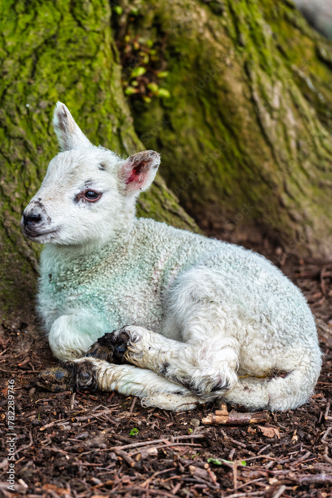 Newly born lamb at Chilham near Canterbury in Kent, England