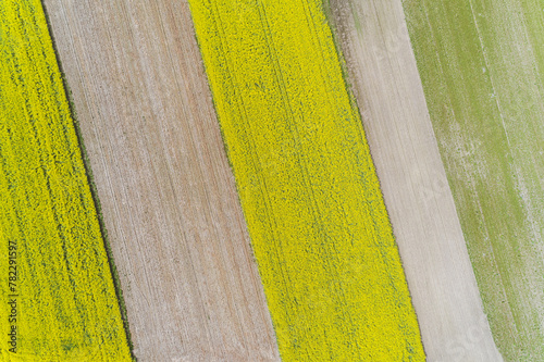 drone aerial top view of a crop field in spring. Canola, wheat and plowed areas