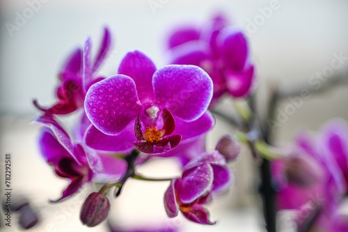 High resolution Isolated close up macro image of a beautiful blooming orchid flower- Israel 