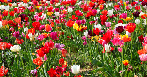 flowerbed in bloom with tulips symbolizing the Netherlands