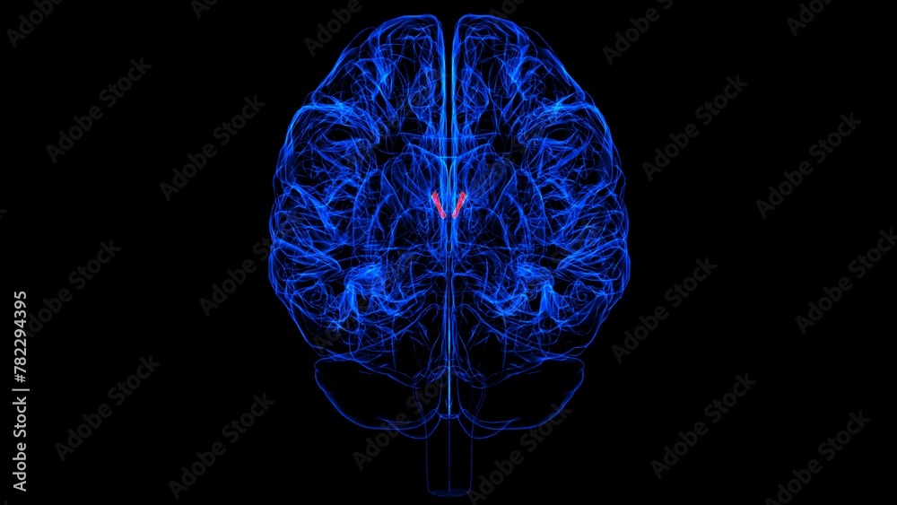 Brain Interventricular foramen Anatomy For Medical Concept 3D rendering Brain Interventricular foramen Anatomy For Medical Concept 3D rendering