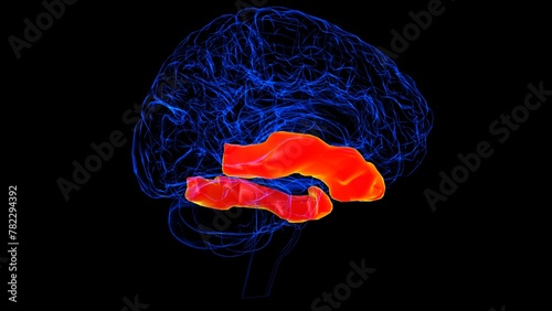 Brain inferior temporal gyrus Anatomy For Medical Concept 3D rendering photo