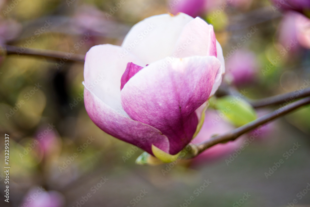 Pink magnolia tree blossom, macro photography Pink magnolia tree blossom, macro photography