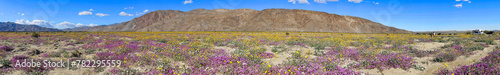 Panoramic view of Anza-Borrego Desert State Park 2024 spring wild flower bloom photo