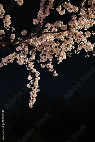 cherry blossom at night