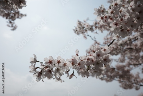 cherry blossom in spring