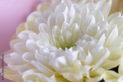 White chrysanthemum on a pink background close-up.