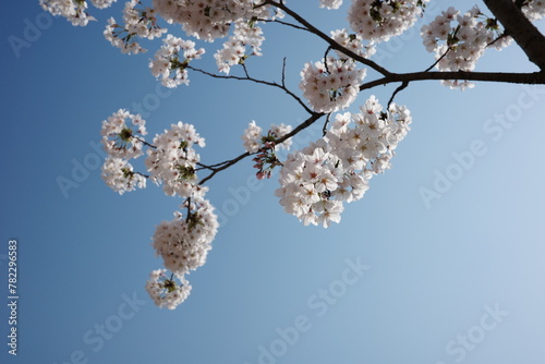 cherry blossom on sky