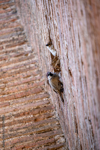 birds in old brick wall