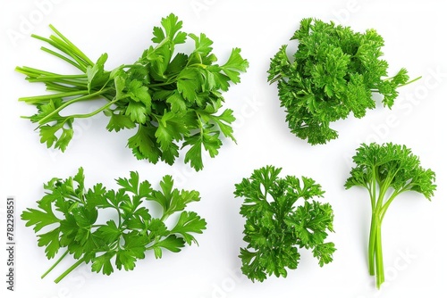 Mediterranean herbs and spices: set of fresh, healthy parsley leaves, twigs, and a small bunch isolated over a white background, cooking, food or diet and nutrition design elements photo