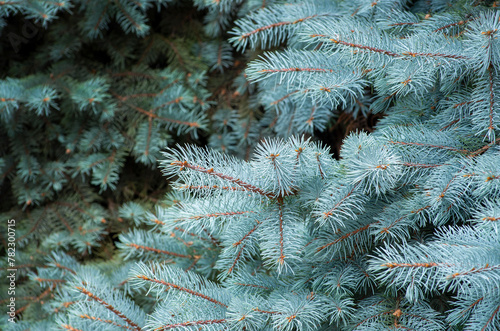Branches of blue fir tree.