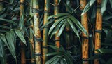 Asian forest s natural background with bamboo trunks