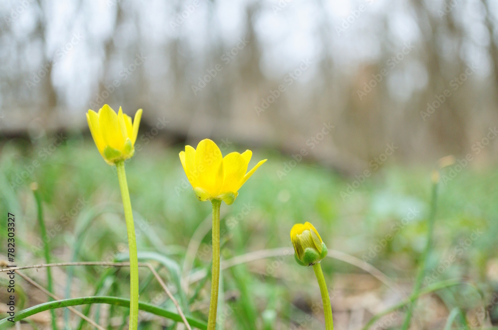Yellow wildflowers. Beauty is in nature. Yellow wildflowers. Beauty is in nature.