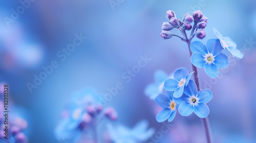 Zbli  enie na niebieskie kwiaty niezapominajki
