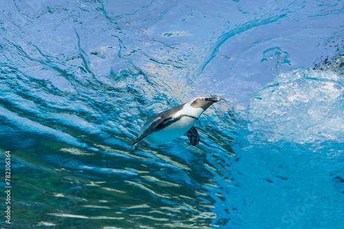 空を飛んでいるかのように優雅に水中を泳いでいるペンギン