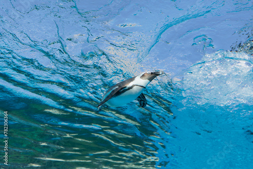 Canvastavla 空を飛んでいるかのように優雅に水中を泳いでいるペンギン