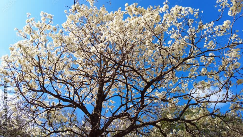 Ipes white tree flowering grove with selective focus in Brazil Ipes white tree flowering grove with selective focus in Brazil