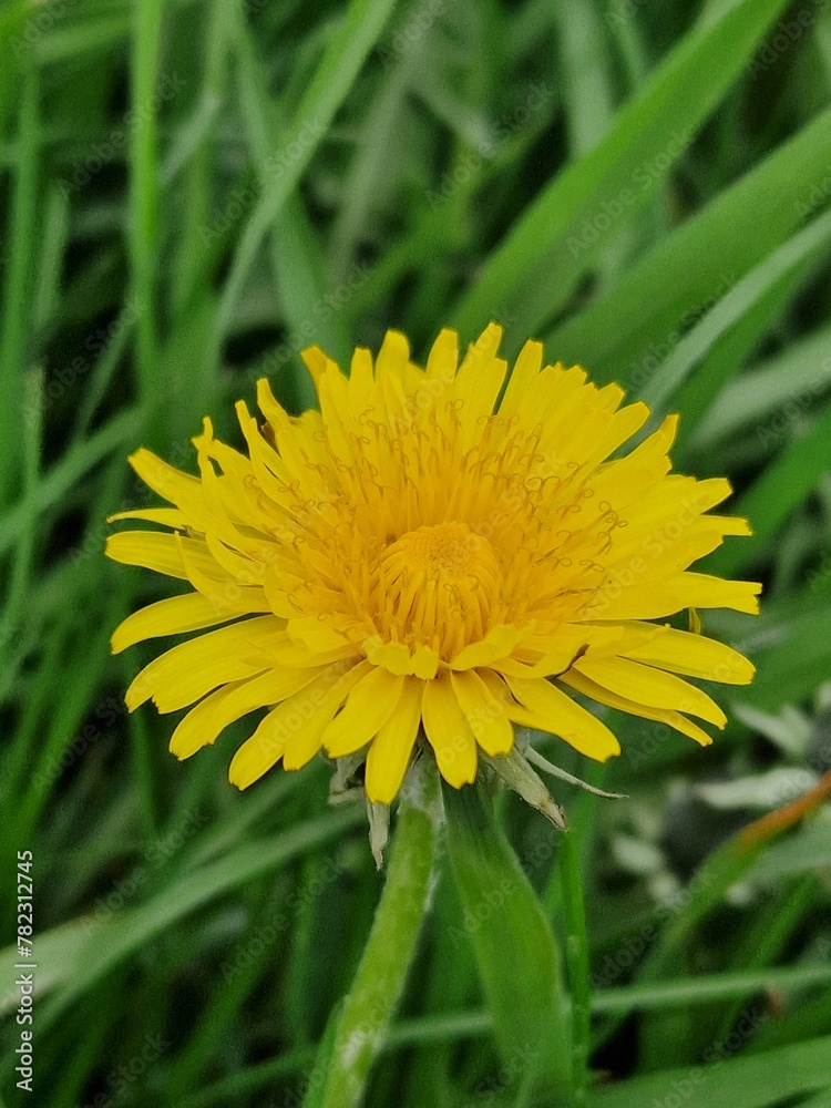 Löwenzahn Nahaufnahme. Grün im Hintergrund. Grashalme. Zweifarbige Fotos. Minimalistischer Ansatz. Frühlingsszene. Pollen und Honigbienen. Gelber Blütenkopf und Blütenblätter. Krautige Pflanze. Löwenzahn Nahaufnahme. Grün im Hintergrund. Grashalme. Zweifarbige Fotos. Minimalistischer Ansatz. Frühlingsszene. Pollen und Honigbienen. Gelber Blütenkopf und Blütenblätter. Krautige Pflanze.
