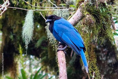 Quadro em tela blue jay on a branch