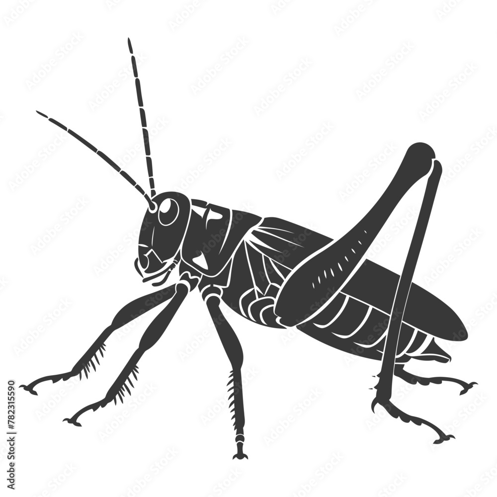 Fototapeta premium Silhouette grasshopper Insect animal black color only