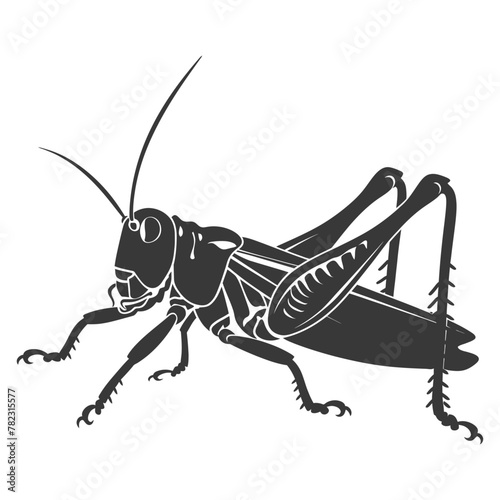 Silhouette grasshopper Insect animal black color only