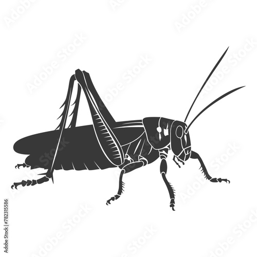 Silhouette grasshopper Insect animal black color only