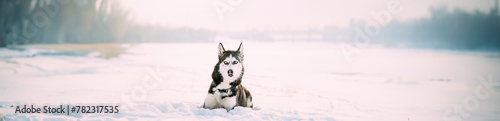 Funny Siberian Husky Dog Sitting Outdoor In Snowy Park At Sunny Winter Day. Dog Sit In Snow. Pet Resting Outdoors At Winter Season.
