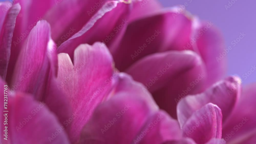 Flower opening close up, soft petals of beautiful purple tulip time lapse, nature background. Tulip bouquet, spring flower macro shot, blooming violet pink tulip Easter backdrop, romantic, tenderness.