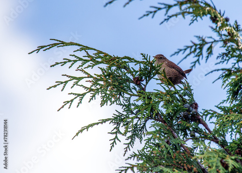 Photography European Wren (Troglodytes troglodytes) - Found across Europe & parts of Asia