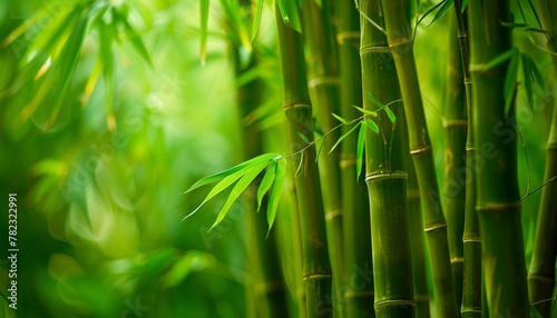 Green background of bamboo forest