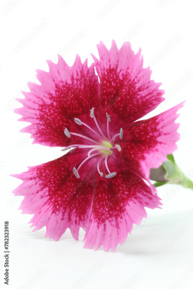 China Pink Dianthus flower close up on white background.