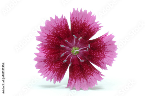 China Pink Dianthus flower close up on white background. © David McQ