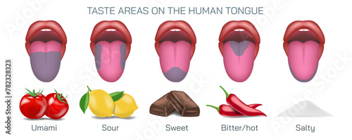 Taste buds on tongue location. bitter, sour, umami, salty and sweet vector illustration. photo