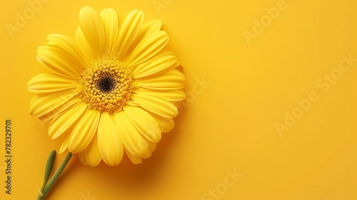 yellow flower, copy space