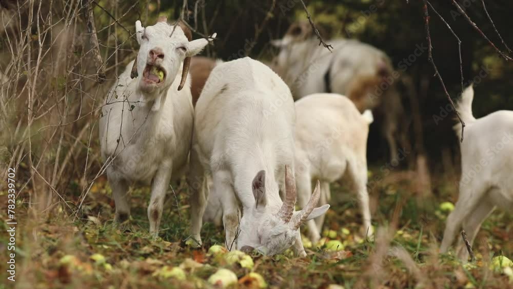 Herd of goats eating apples in a pasture. Farming in Ontario, Canada. Herd of goats eating apples in a pasture. Farming in Ontario, Canada.