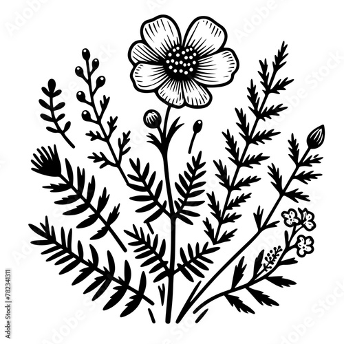 Wildflower Illustration