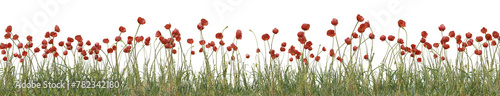 Red poppy flowers  Wild grass field and meadow in nature  Tropical forest isolated on transparent background - PNG file  3D rendering for create and design