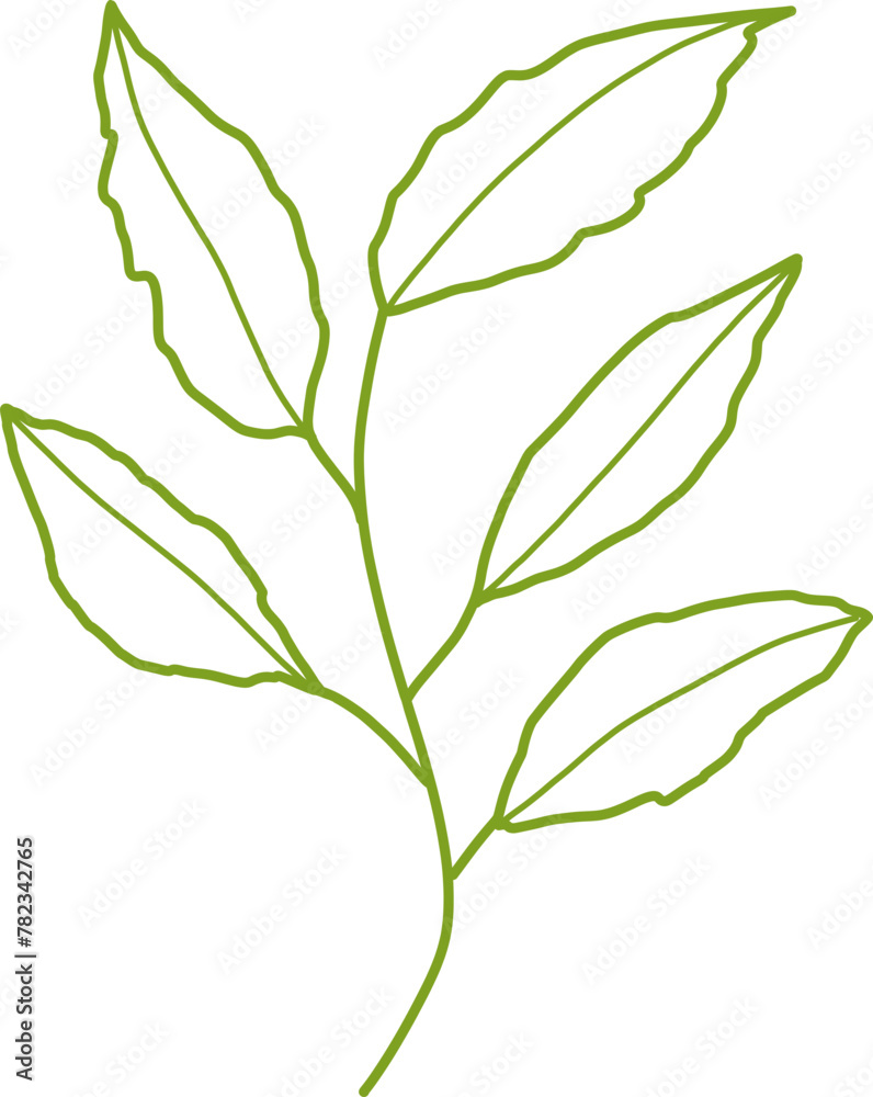 Obraz premium Botanical Line Vector