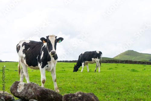 Two dairy cows on Terceira Island, Azores: one gazes at the camera while the other peacefully grazes. photo