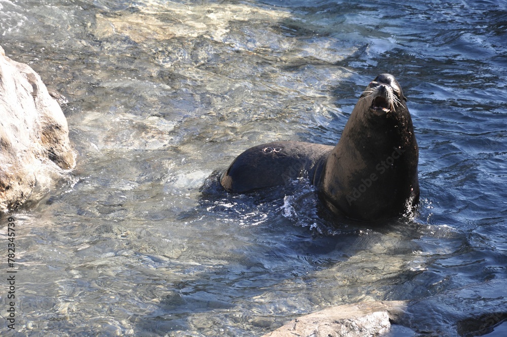 Naklejka premium sea lion in the water