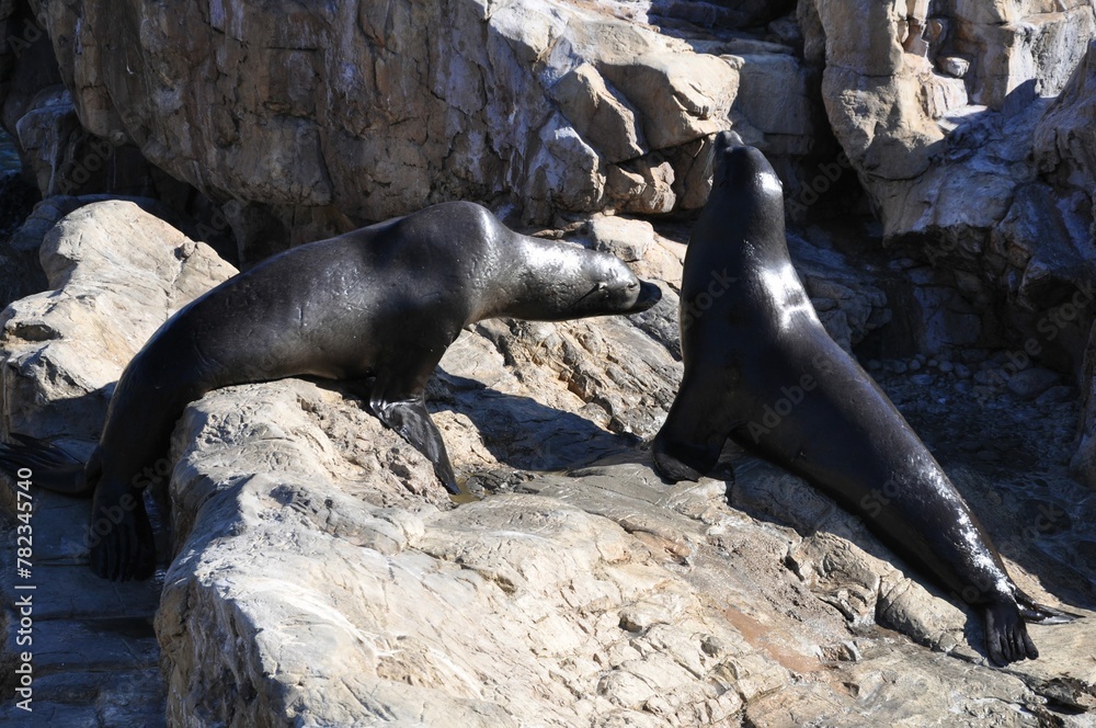 Fototapeta premium sea lions on rock