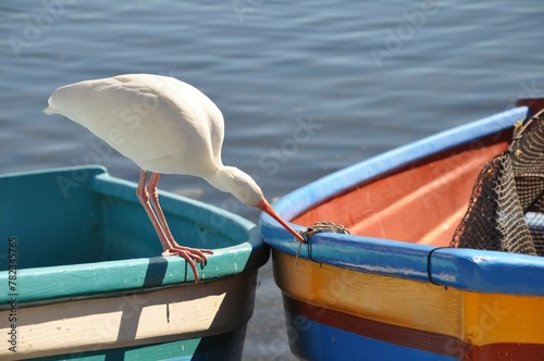 Принти на полотні white ibis on colourful boat
