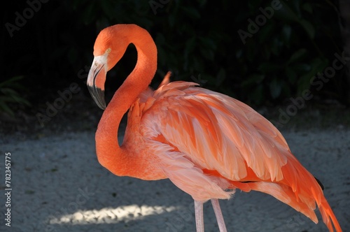 pink flamingo in the zoo