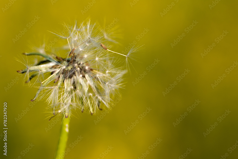 dandelion on green background with seed pod blowing away in wind