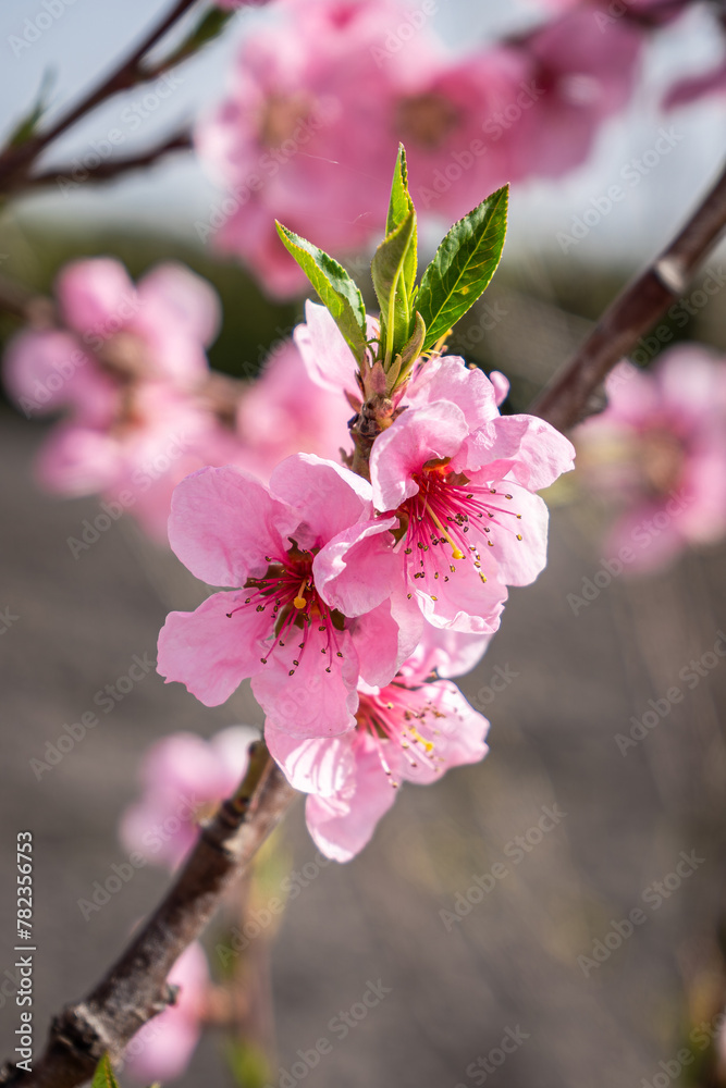Obraz premium blooming peach flower