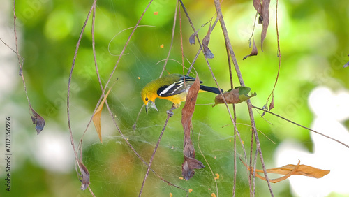 Colorful bird perched on branch in natural environment with leaves and soft-focus background. Wildlife and biodiversity in tropical ecosystem. Birdwatching and conservation of natural habitats.