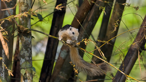 Playful squirrel in natural habitat clinging to slender branches. Wildlife in forest setting, small mammal exploring environment. Nature and wildlife.