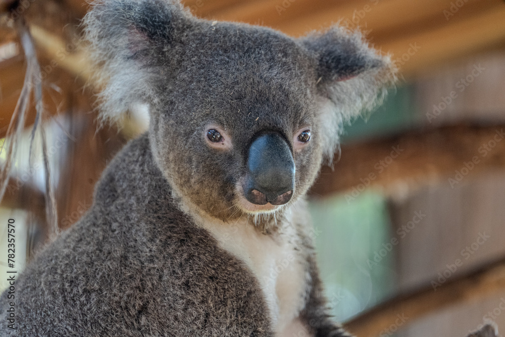Naklejka premium koala in a wildlife sanctuary