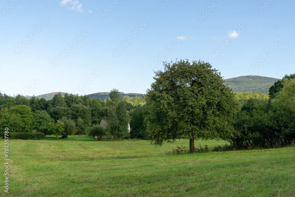 Abandoned walnut or cherry tree on meadow in nature. Slovakia Abandoned walnut or cherry tree on meadow in nature. Slovakia